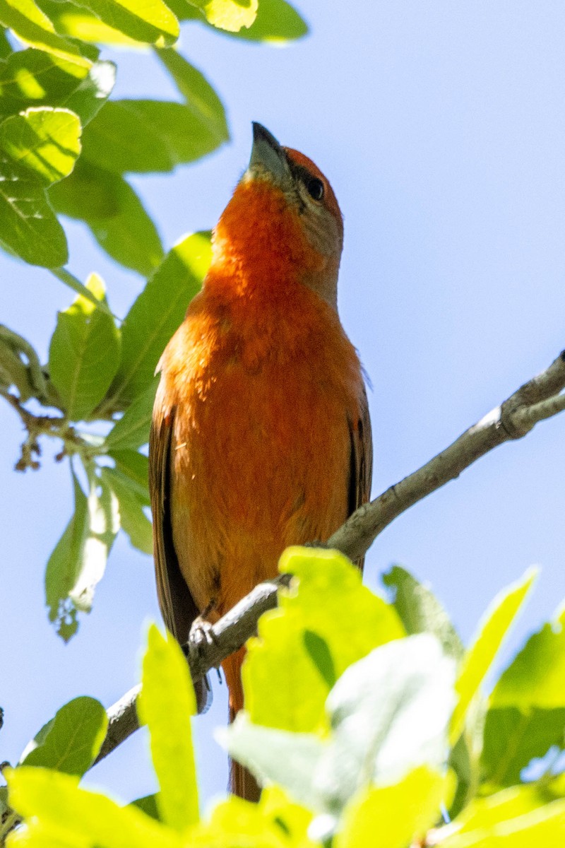 Hepatic Tanager - ML621223195