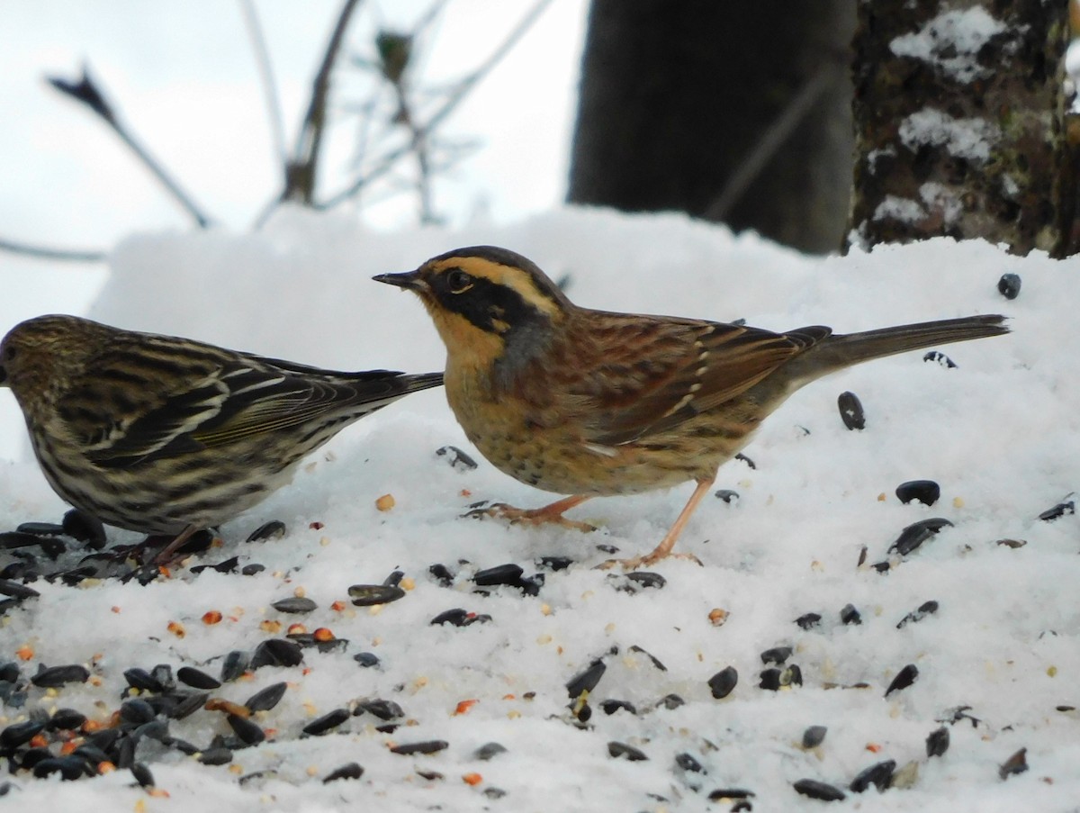 Siberian Accentor - ML621223203