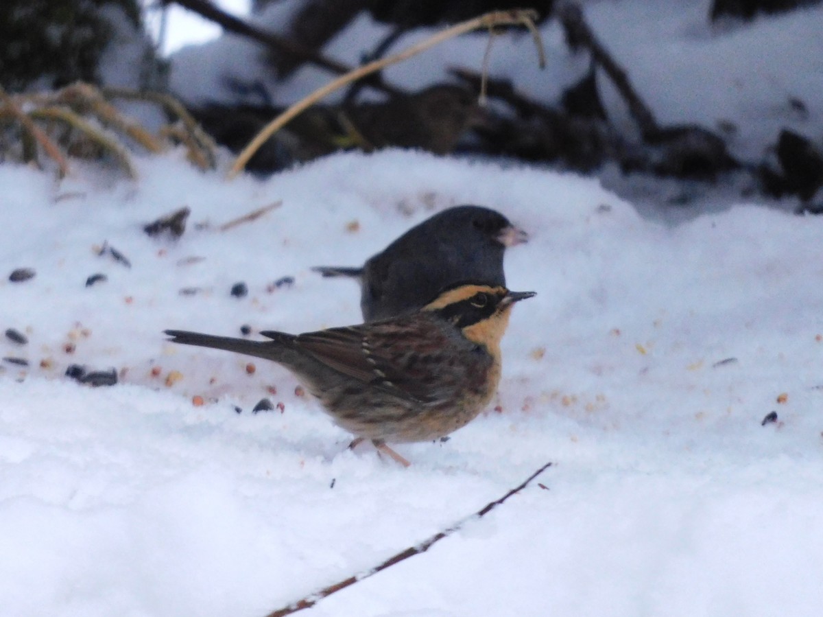 Siberian Accentor - ML621223204