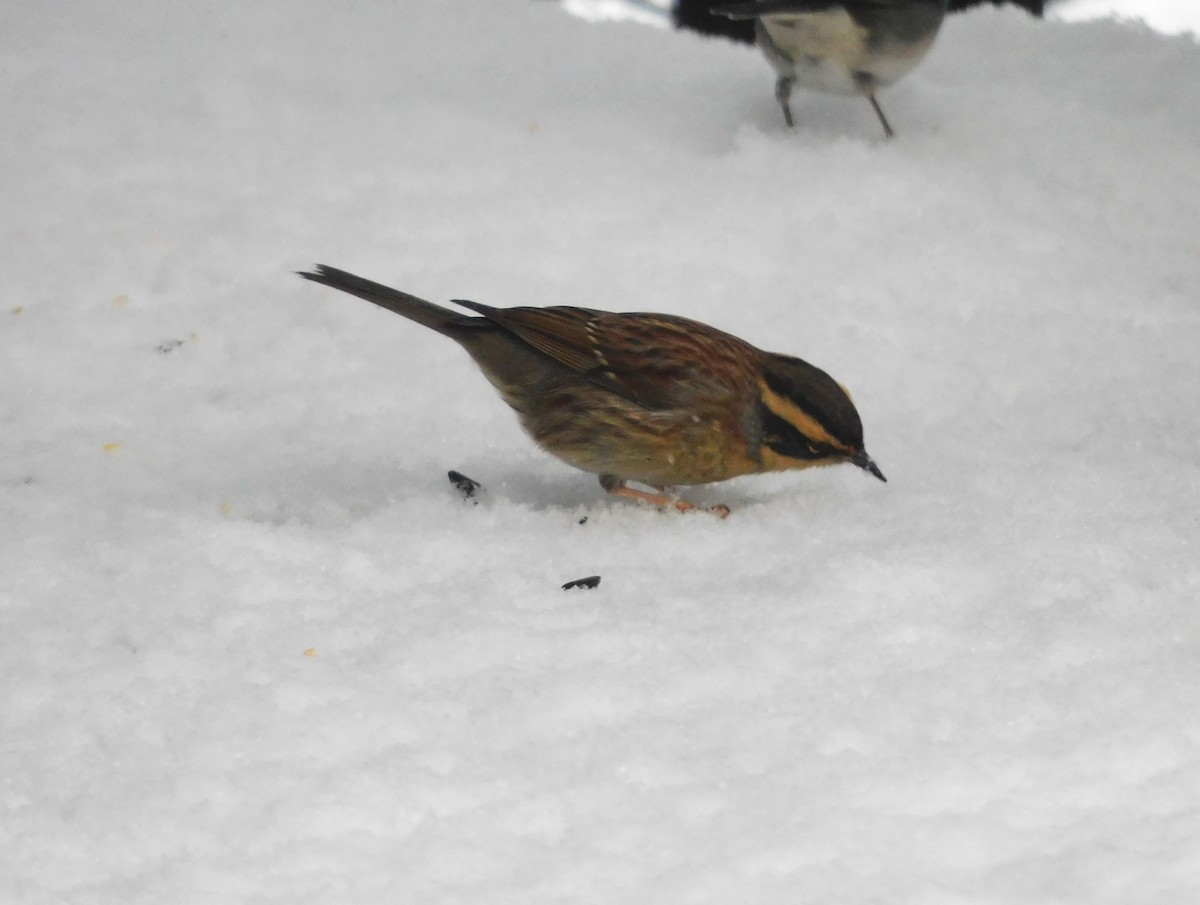 Siberian Accentor - ML621223205