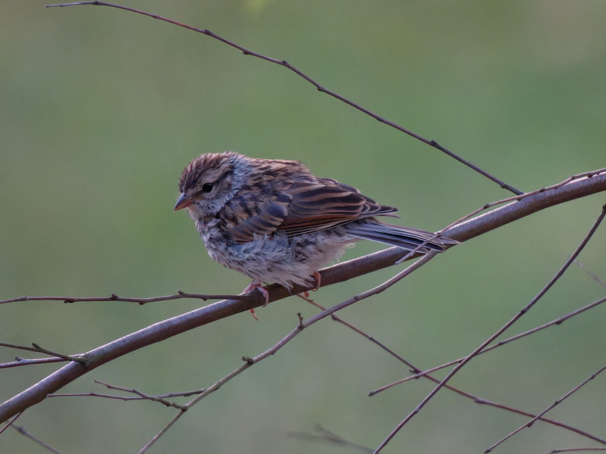 Chipping Sparrow - ML621223227