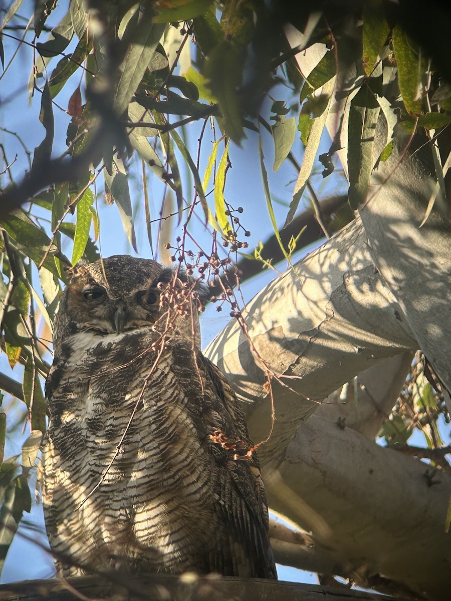 Great Horned Owl - ML621223230
