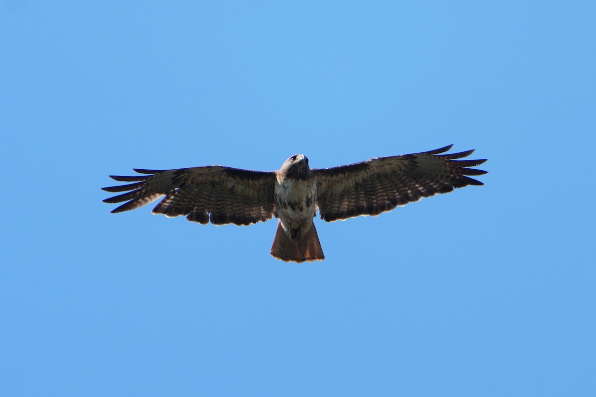 Red-tailed Hawk - ML621223232