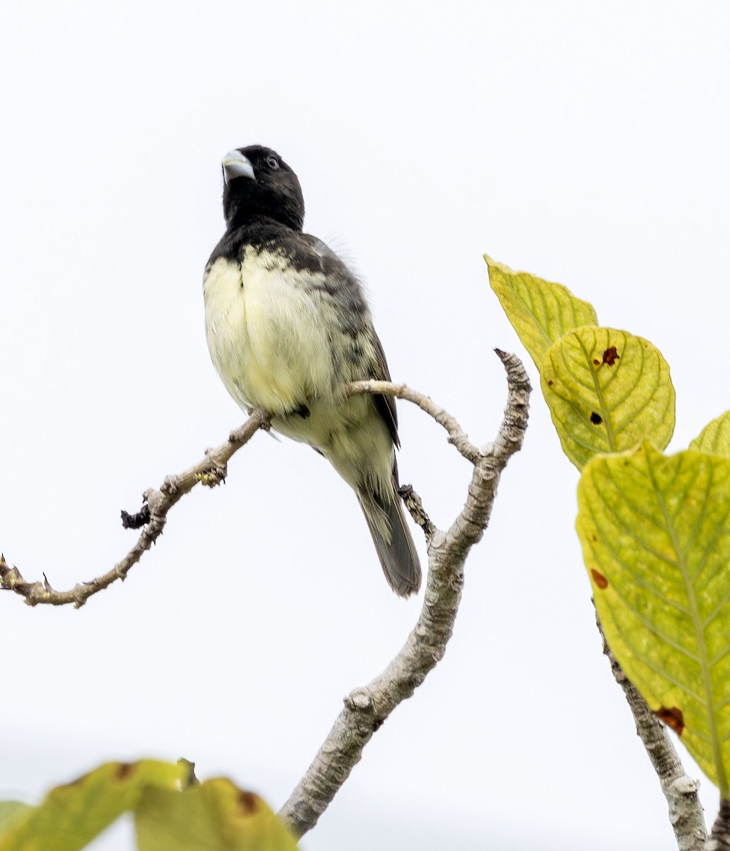 Yellow-bellied Seedeater - ML621223235