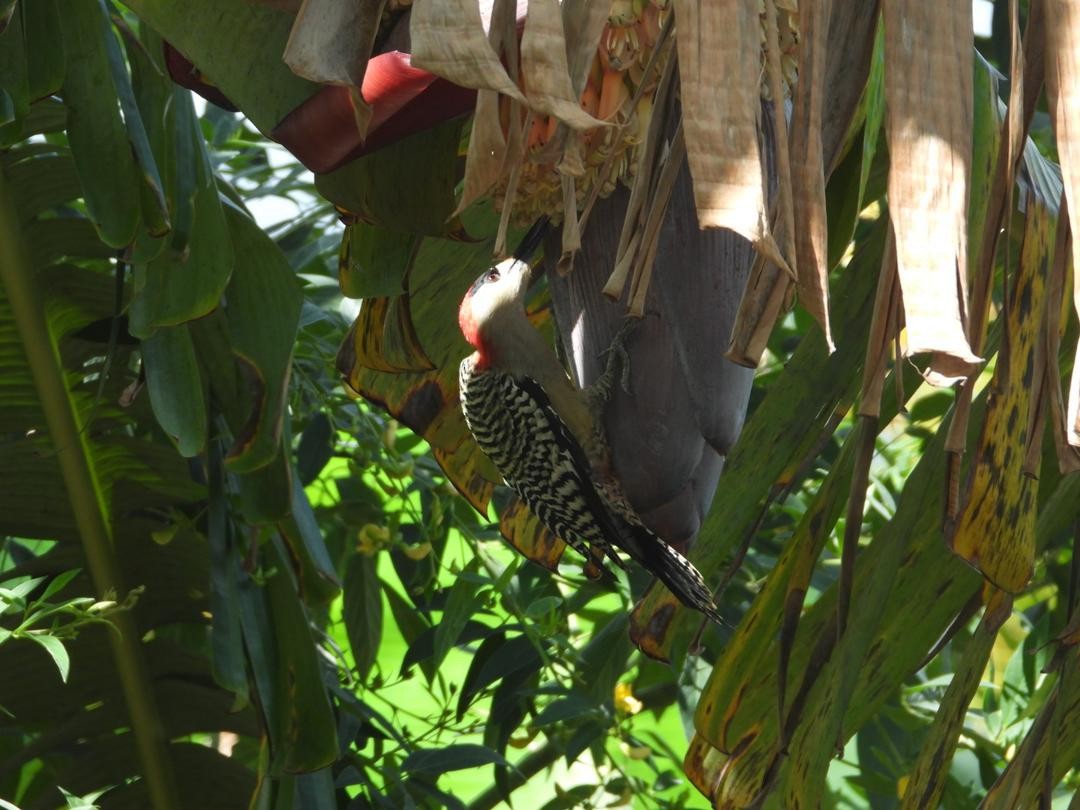 West Indian Woodpecker - ML621223236