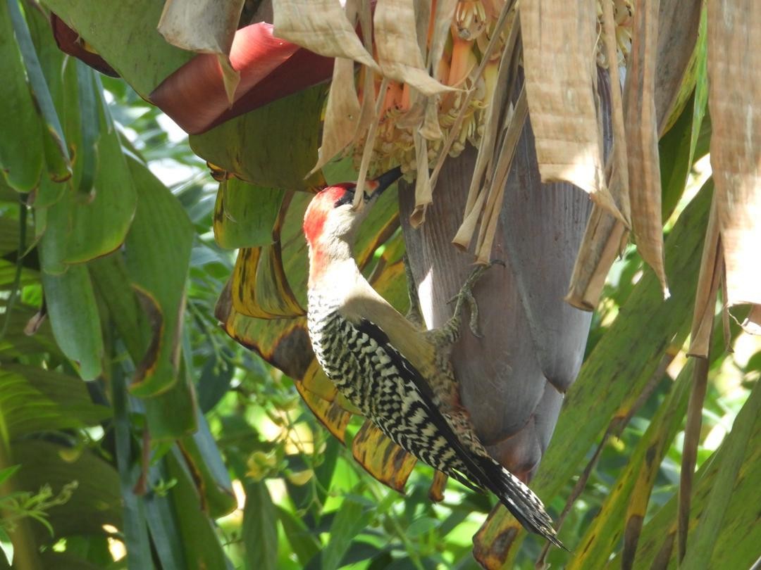 West Indian Woodpecker - ML621223237