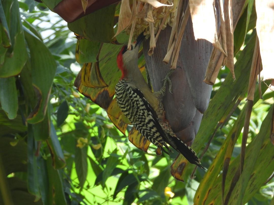 West Indian Woodpecker - ML621223238