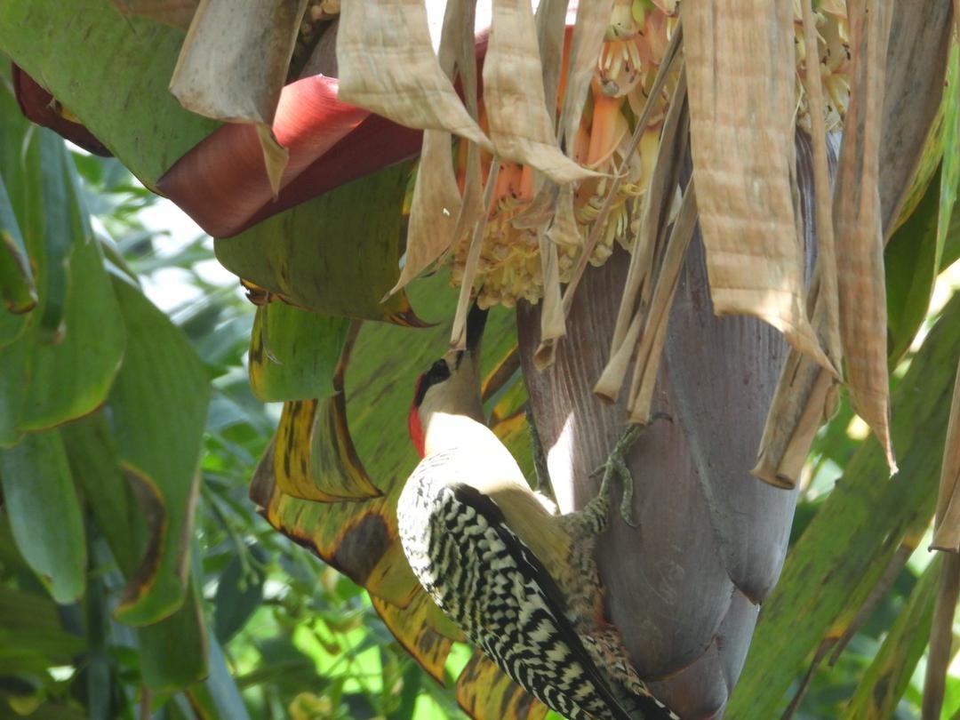 West Indian Woodpecker - ML621223239