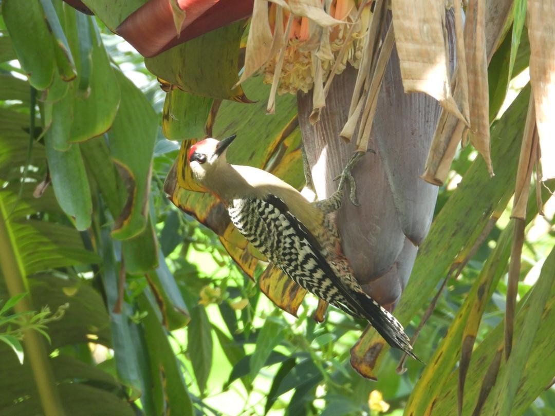 West Indian Woodpecker - ML621223240
