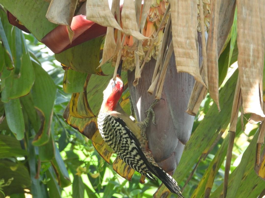 West Indian Woodpecker - ML621223241