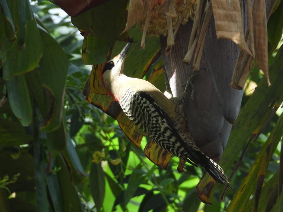 West Indian Woodpecker - ML621223242
