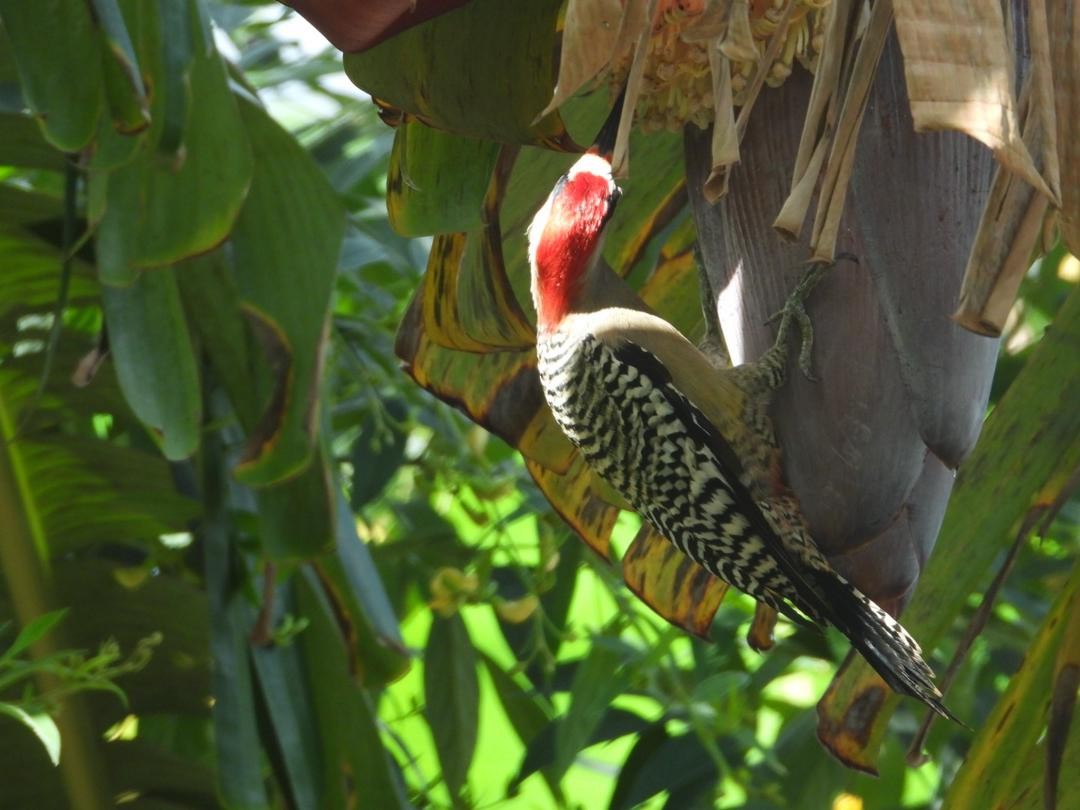 West Indian Woodpecker - ML621223243