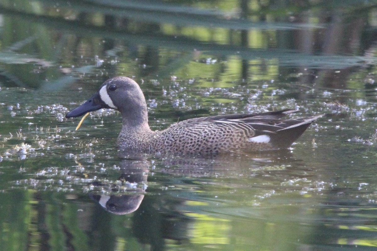 Blue-winged Teal - ML621223299