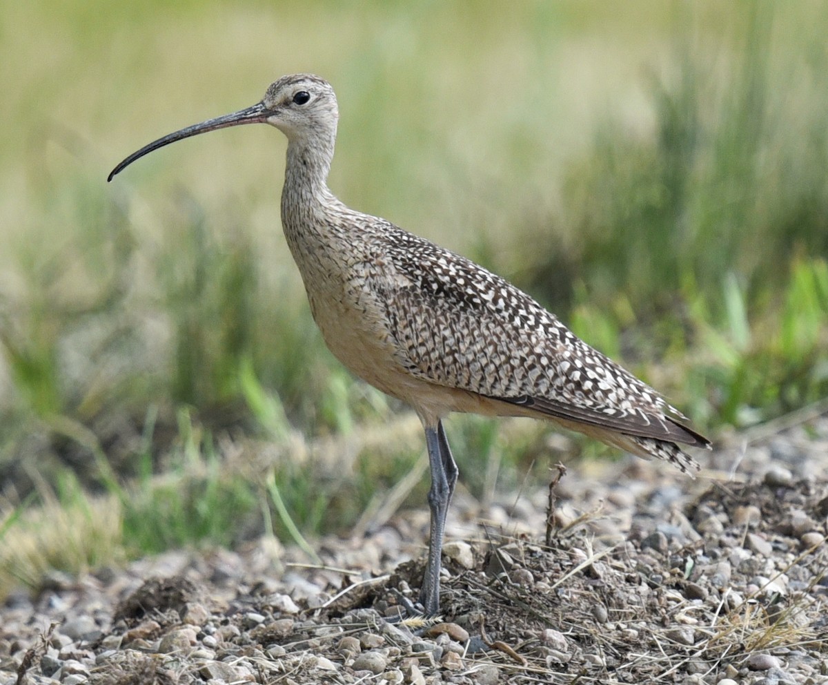 Long-billed Curlew - ML621223303