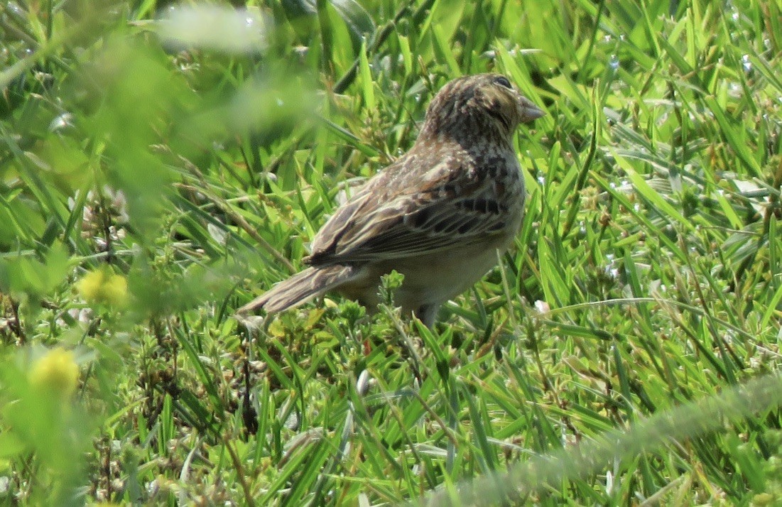 Grasshopper Sparrow - ML621223305