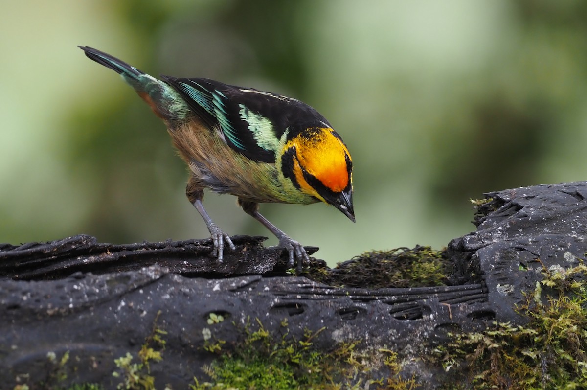 Flame-faced Tanager - ML621223320