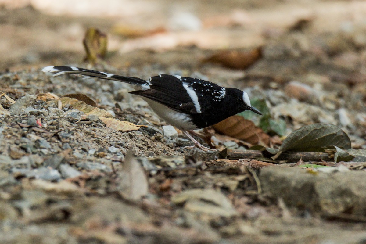 Spotted Forktail - ML621223321