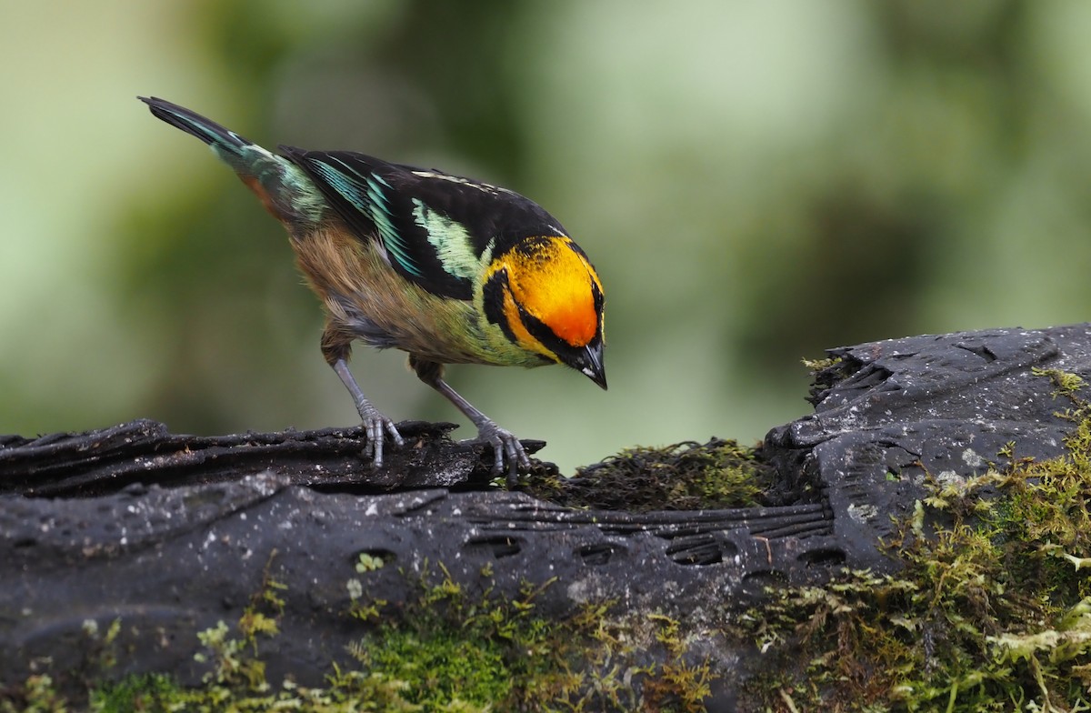 Flame-faced Tanager - ML621223325
