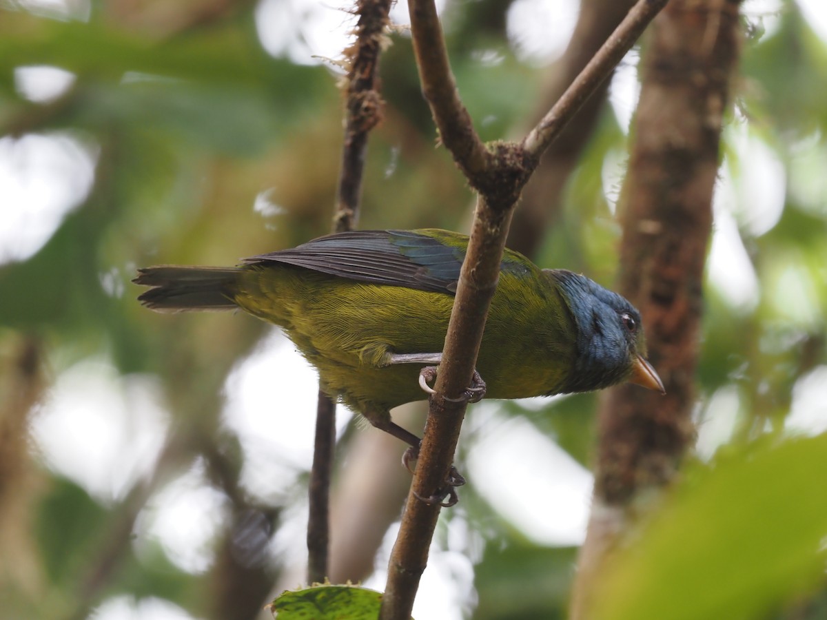 Moss-backed Tanager - ML621223384