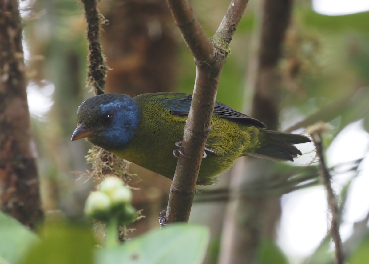 Moss-backed Tanager - ML621223397