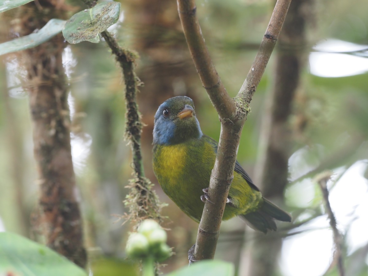 Moss-backed Tanager - ML621223398