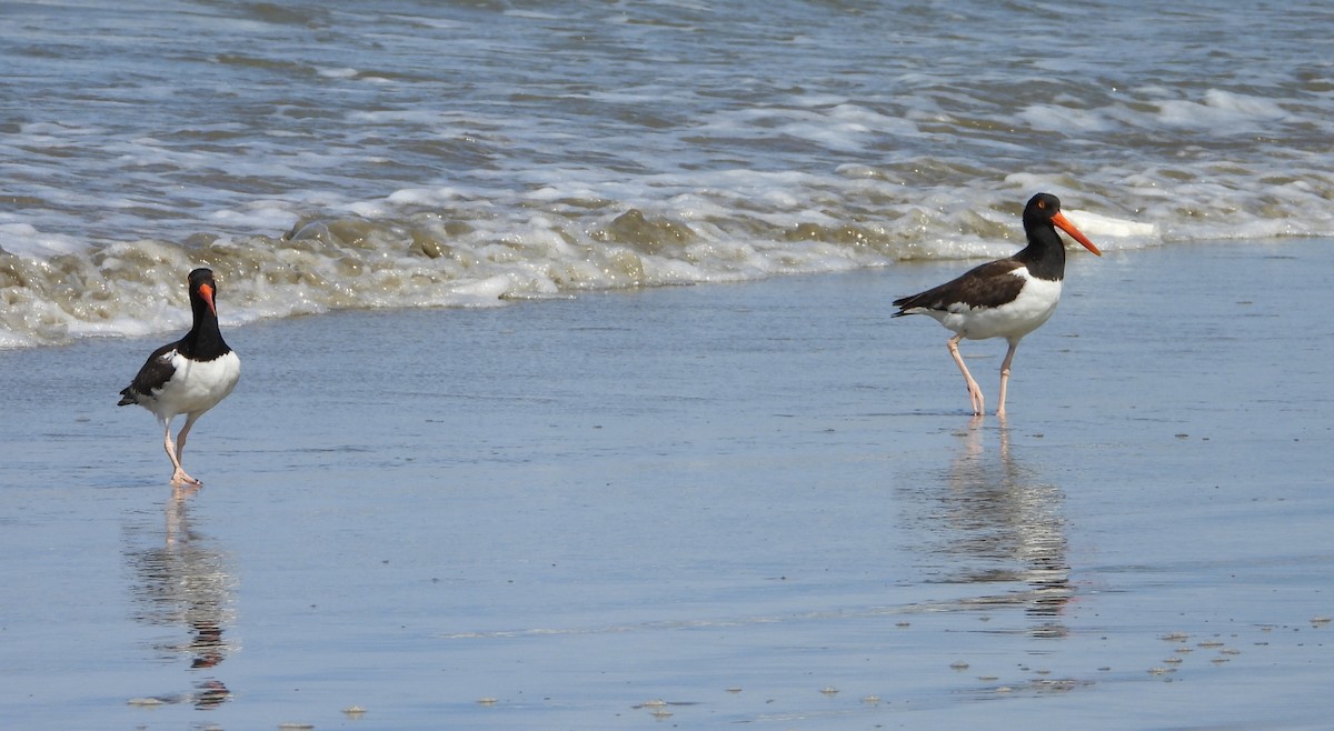 American Oystercatcher - ML621223415