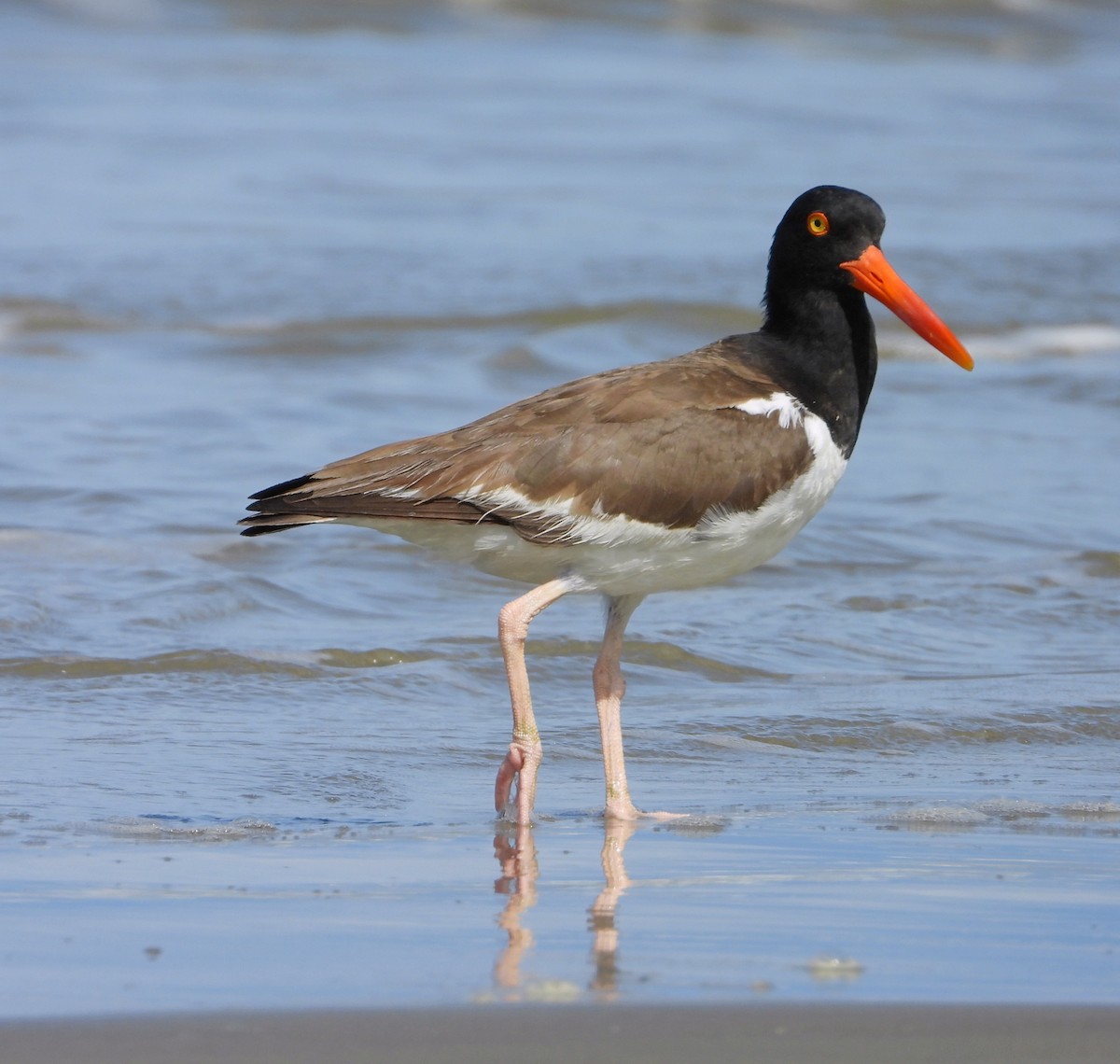 American Oystercatcher - ML621223416