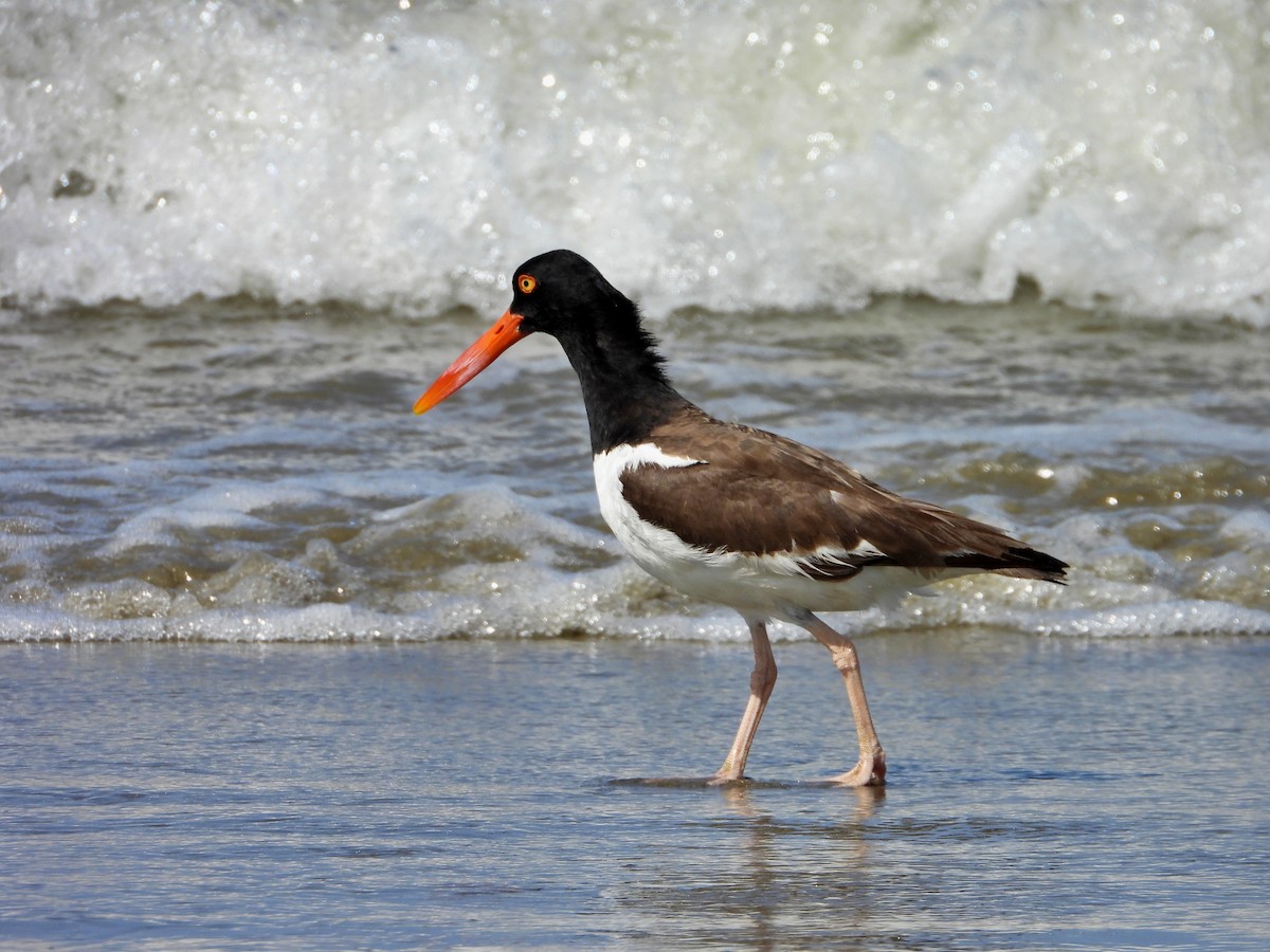 American Oystercatcher - ML621223420