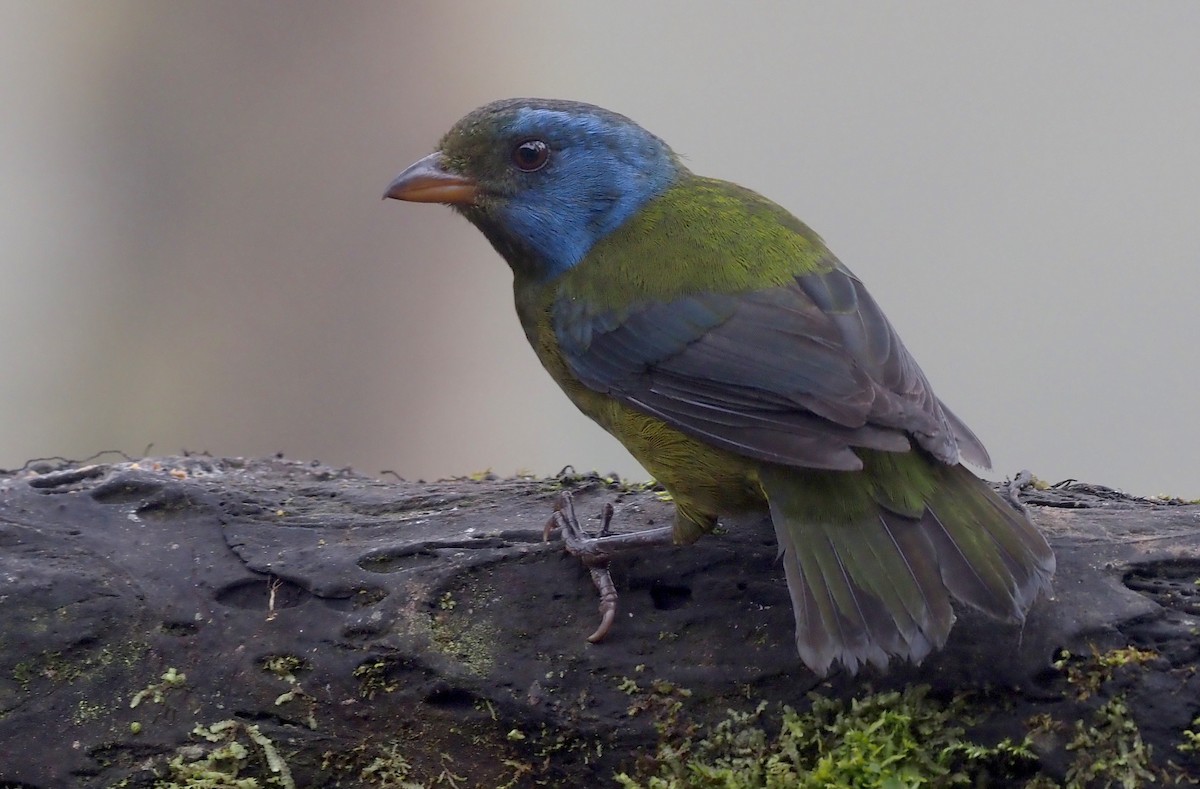 Moss-backed Tanager - ML621223433