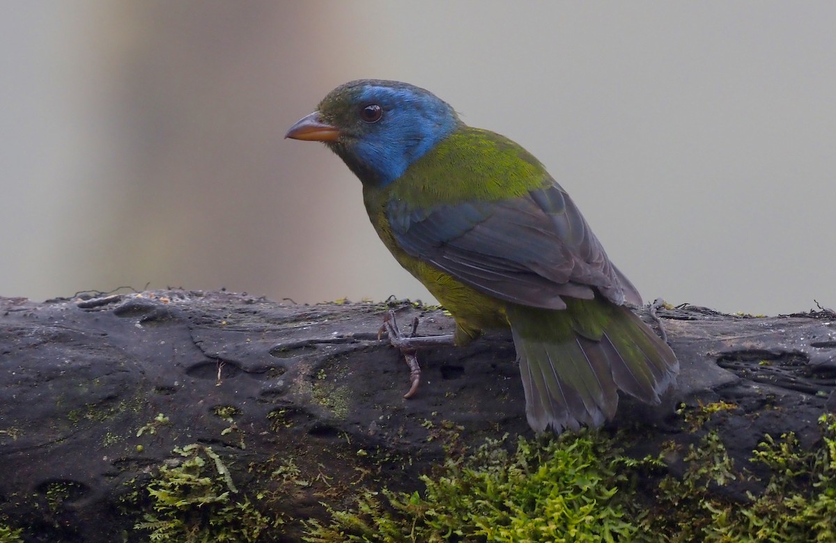 Moss-backed Tanager - ML621223450