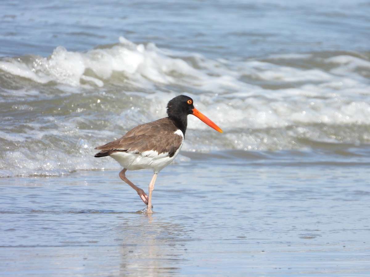 American Oystercatcher - ML621223462