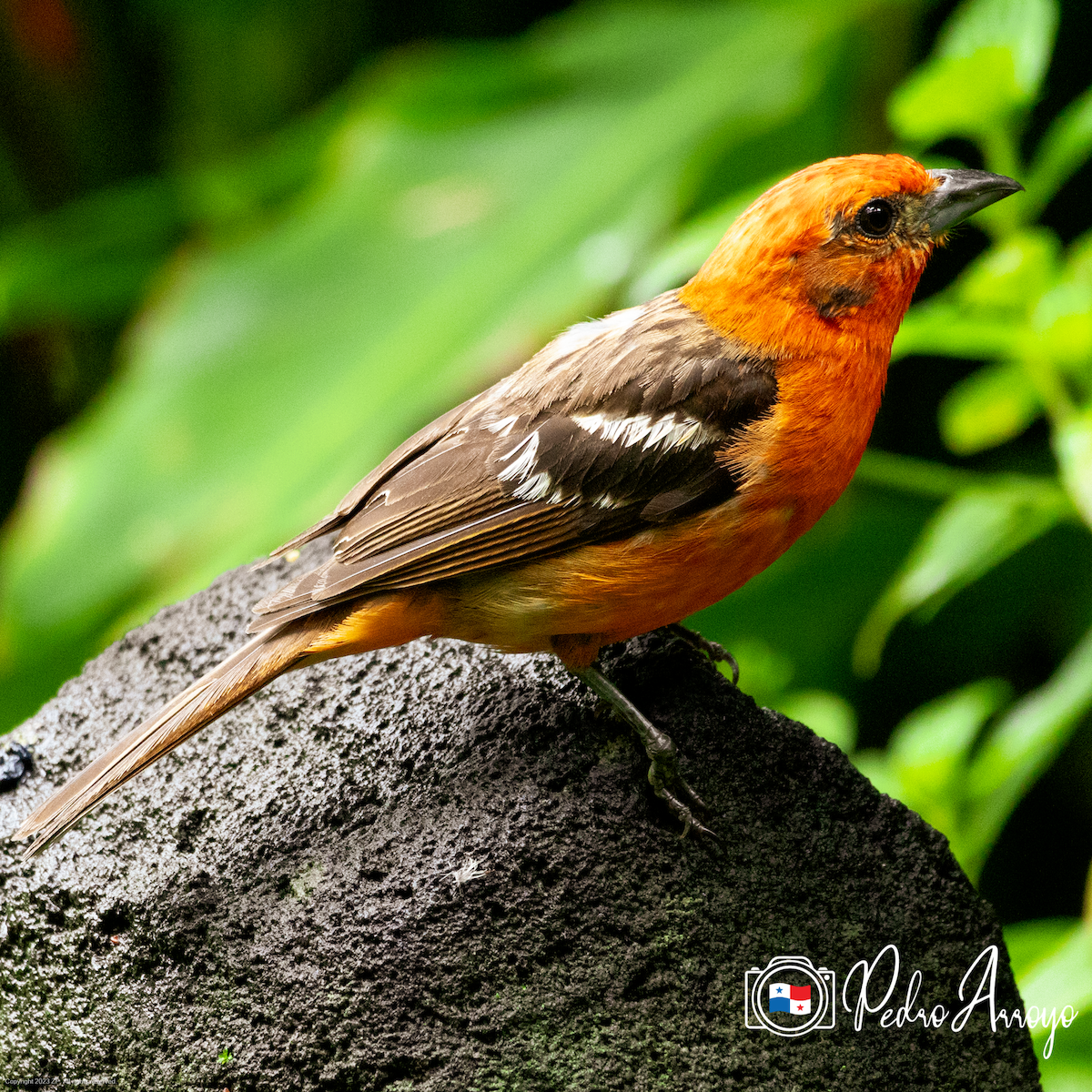 Flame-colored Tanager - ML621223483