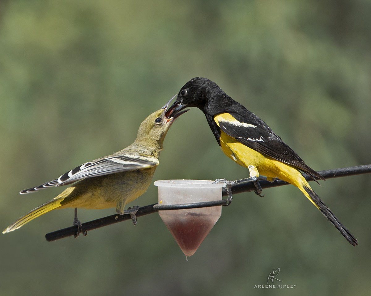 Scott's Oriole - Arlene Ripley