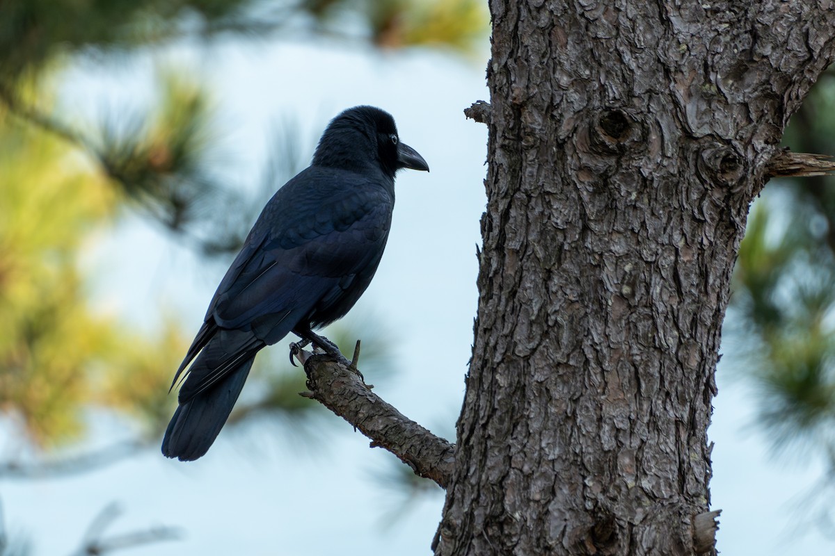 Large-billed Crow - ML621223508