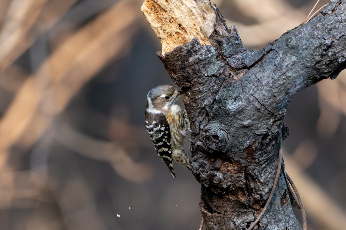 Japanese Pygmy Woodpecker - ML621223515