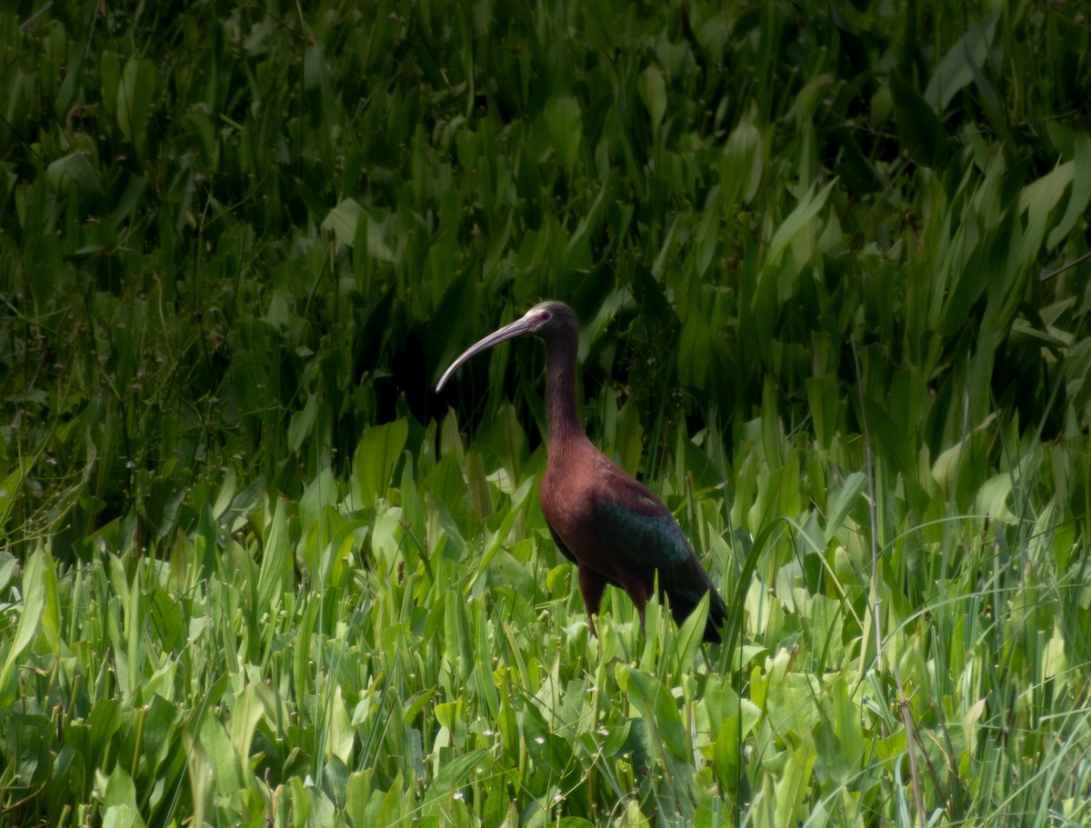 ibis americký - ML621223517
