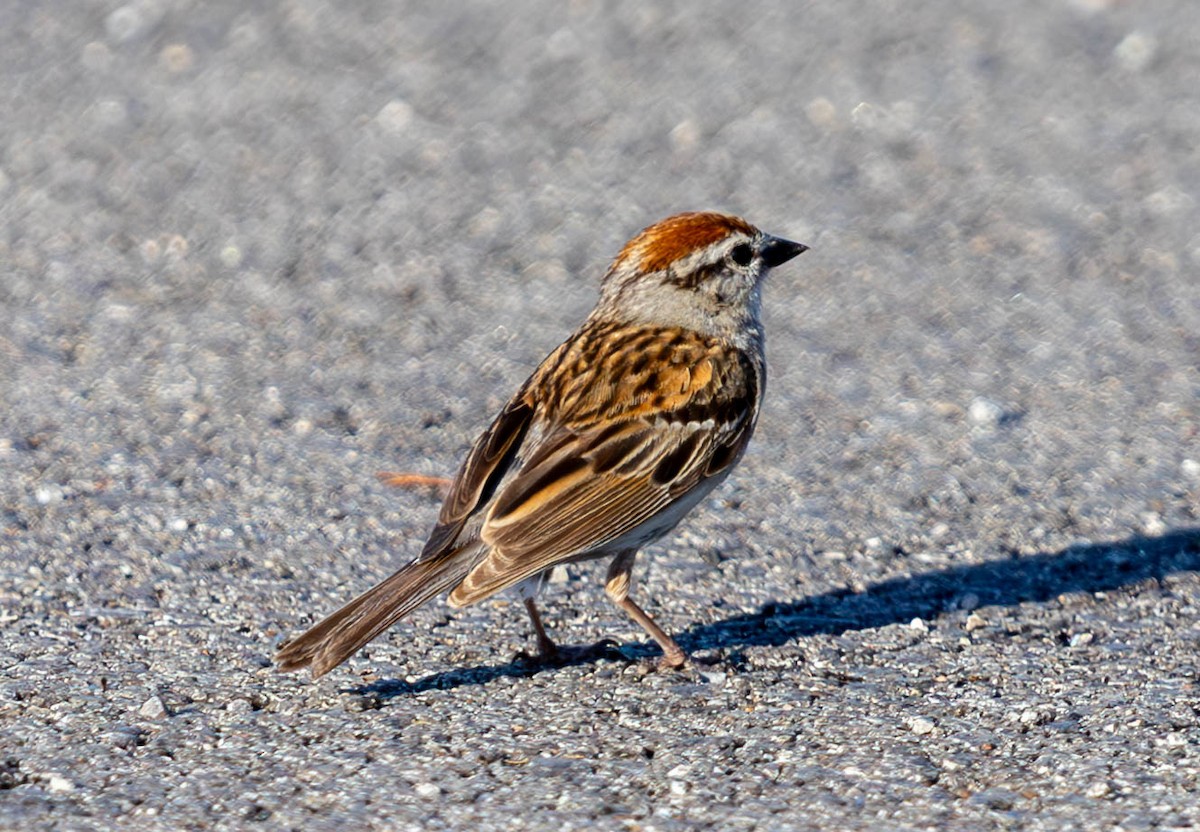 Chipping Sparrow - ML621223539