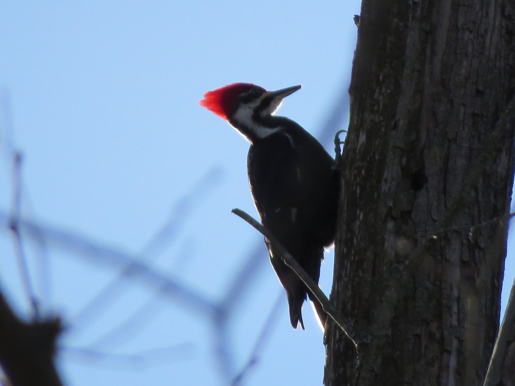 Pileated Woodpecker - ML621223541