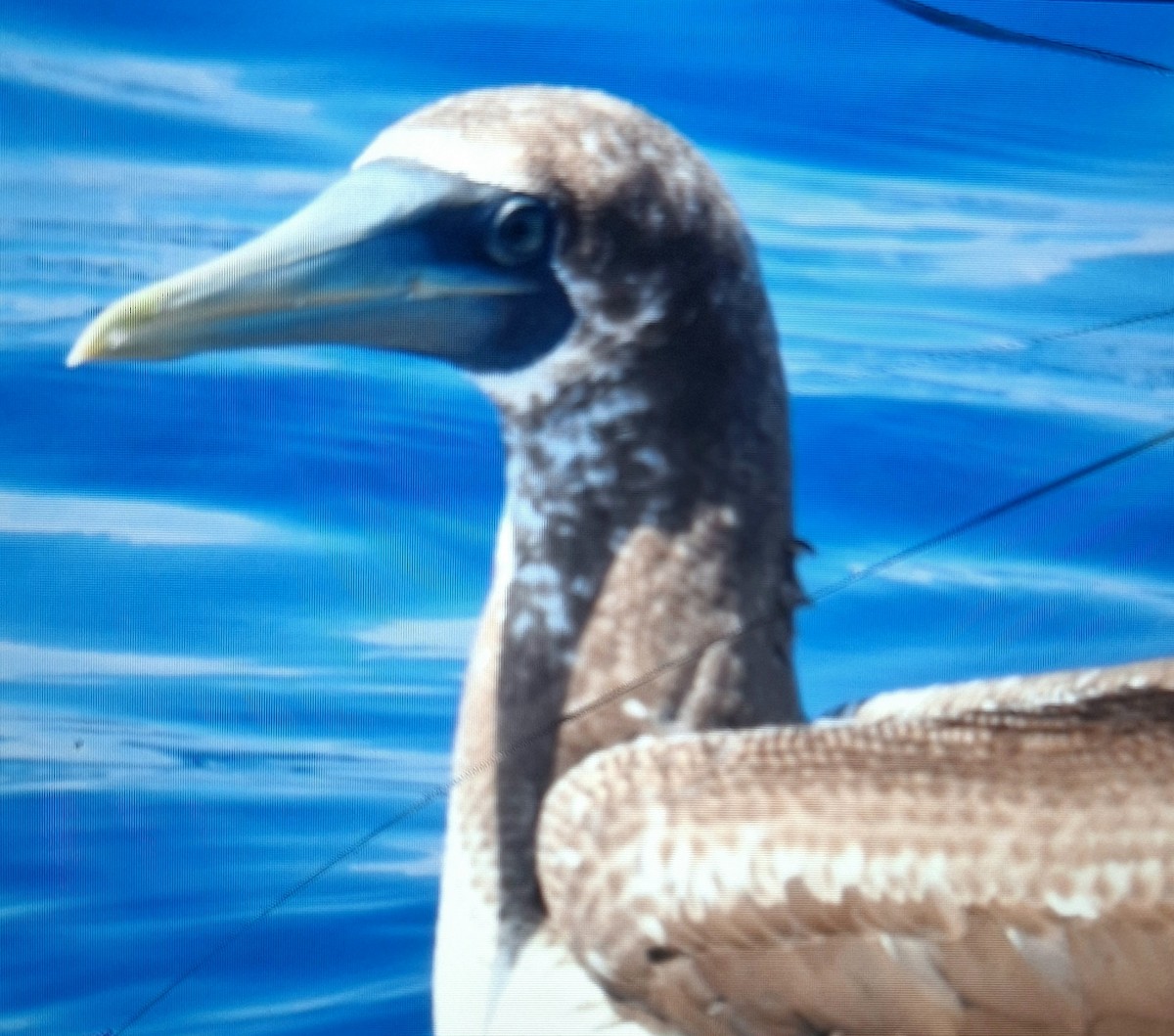 Masked Booby - ML621223553
