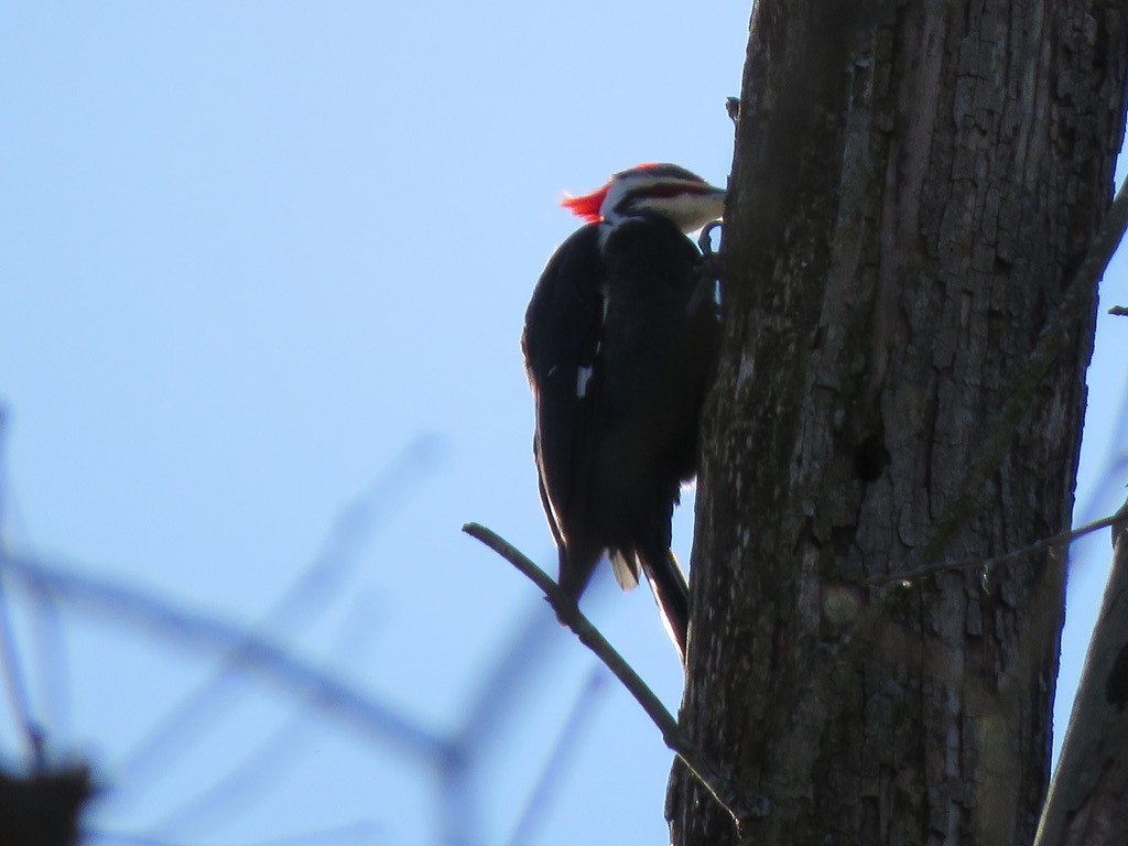 Pileated Woodpecker - ML621223557