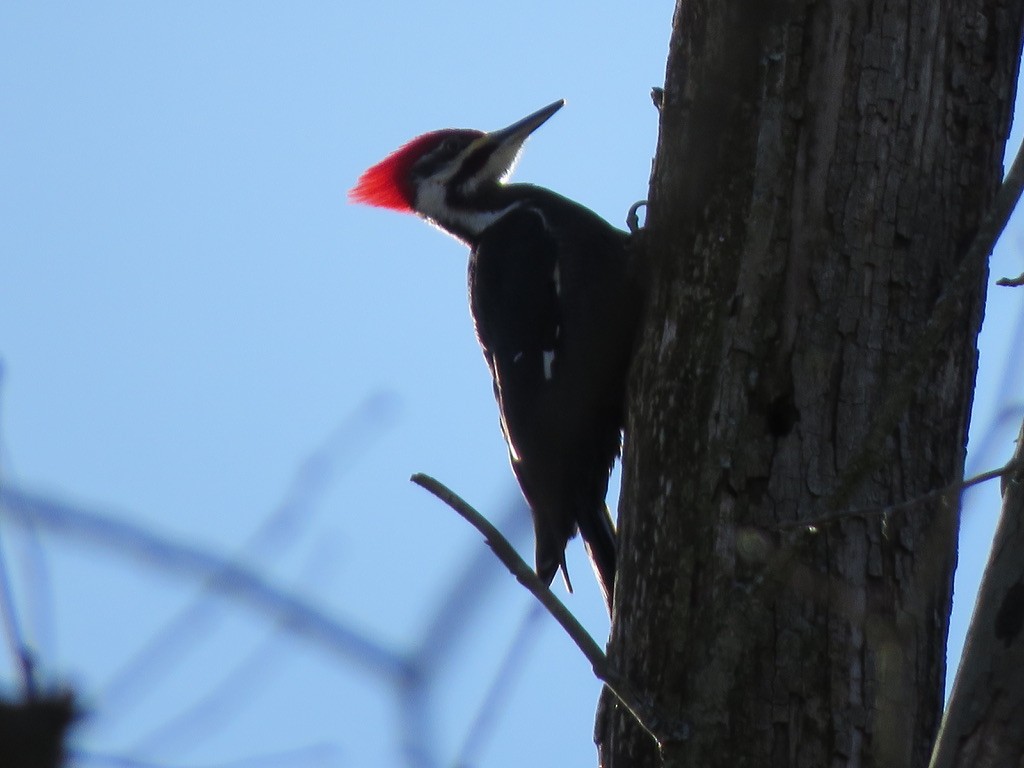Pileated Woodpecker - ML621223572