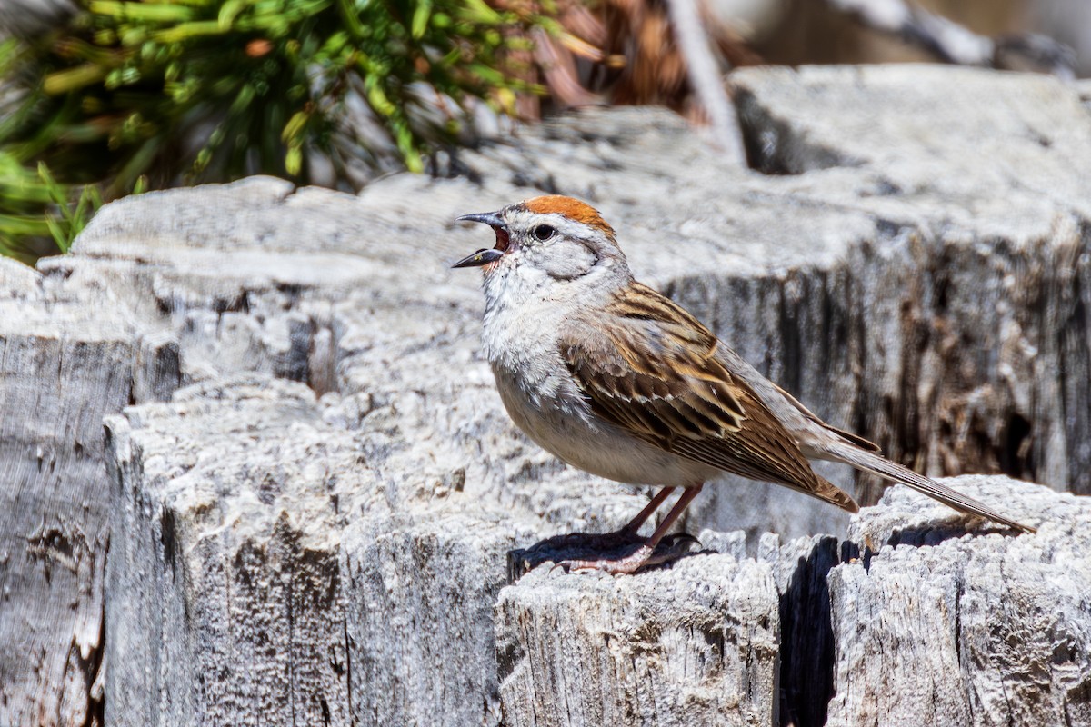 Chipping Sparrow - ML621223585