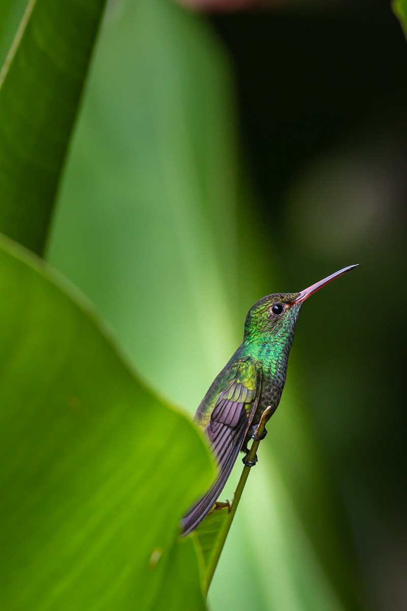 Rufous-tailed Hummingbird - ML621223591
