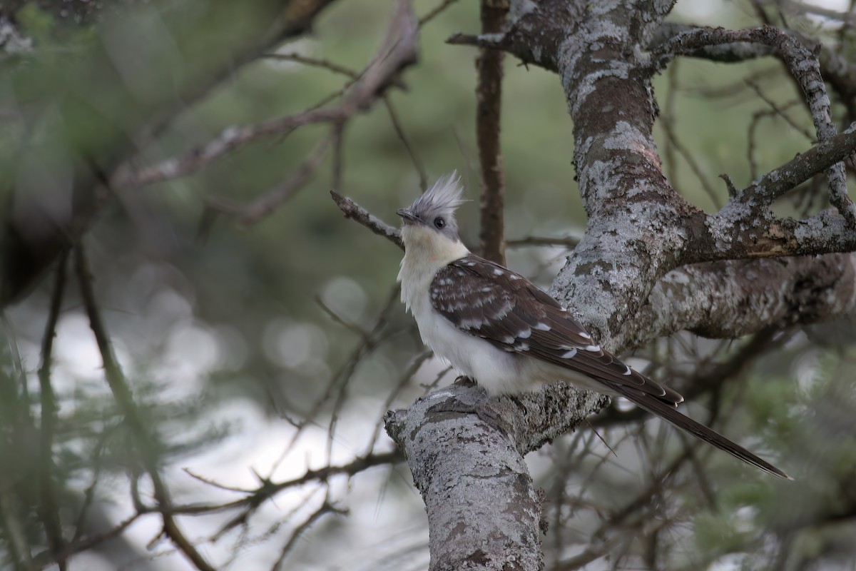 Great Spotted Cuckoo - ML621223592