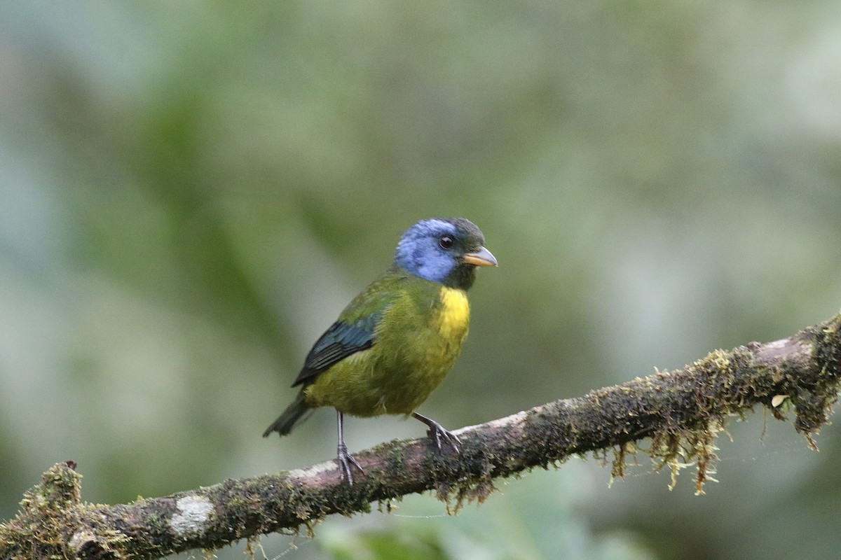 Moss-backed Tanager - ML621223600