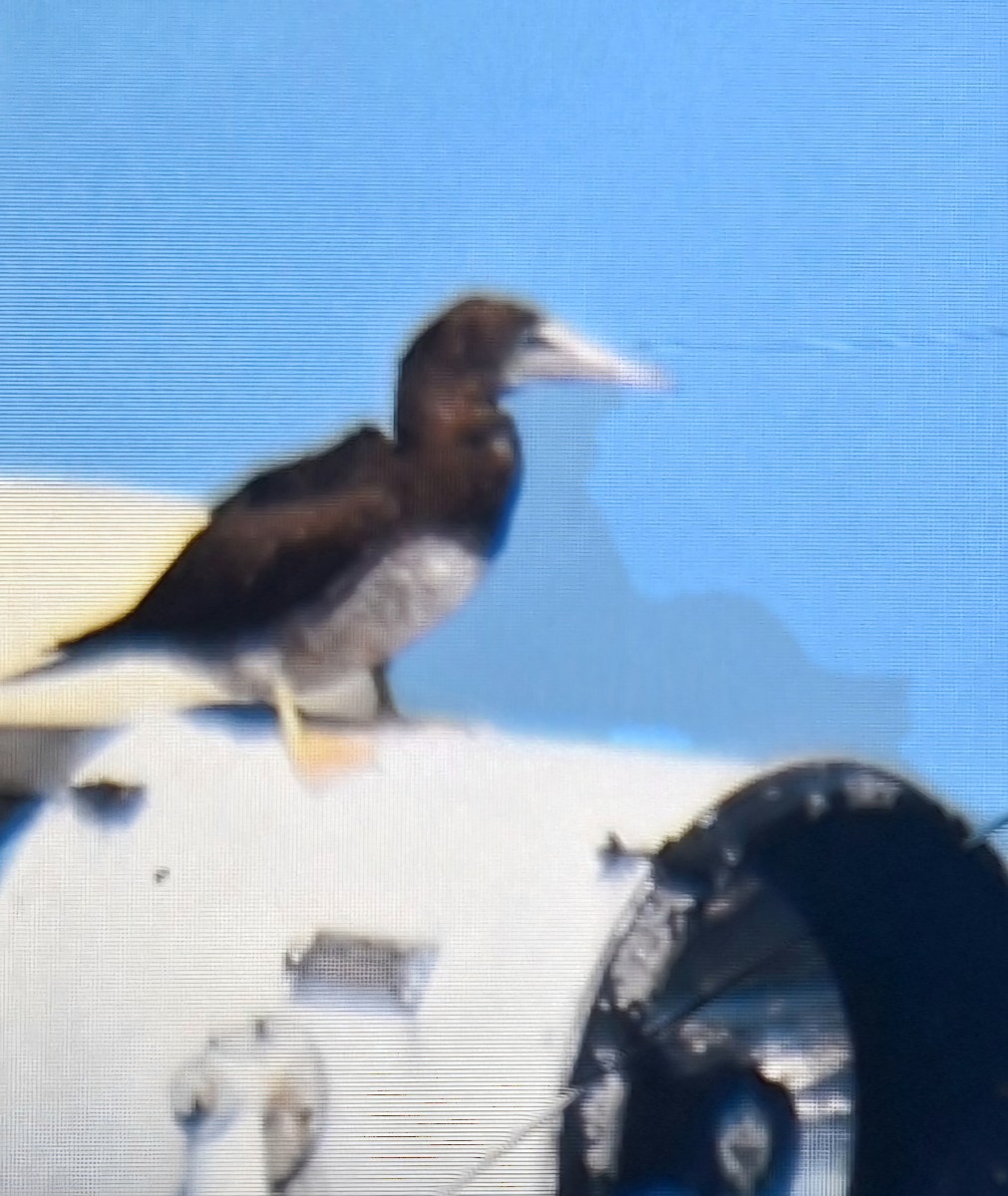Brown Booby - ML621223620