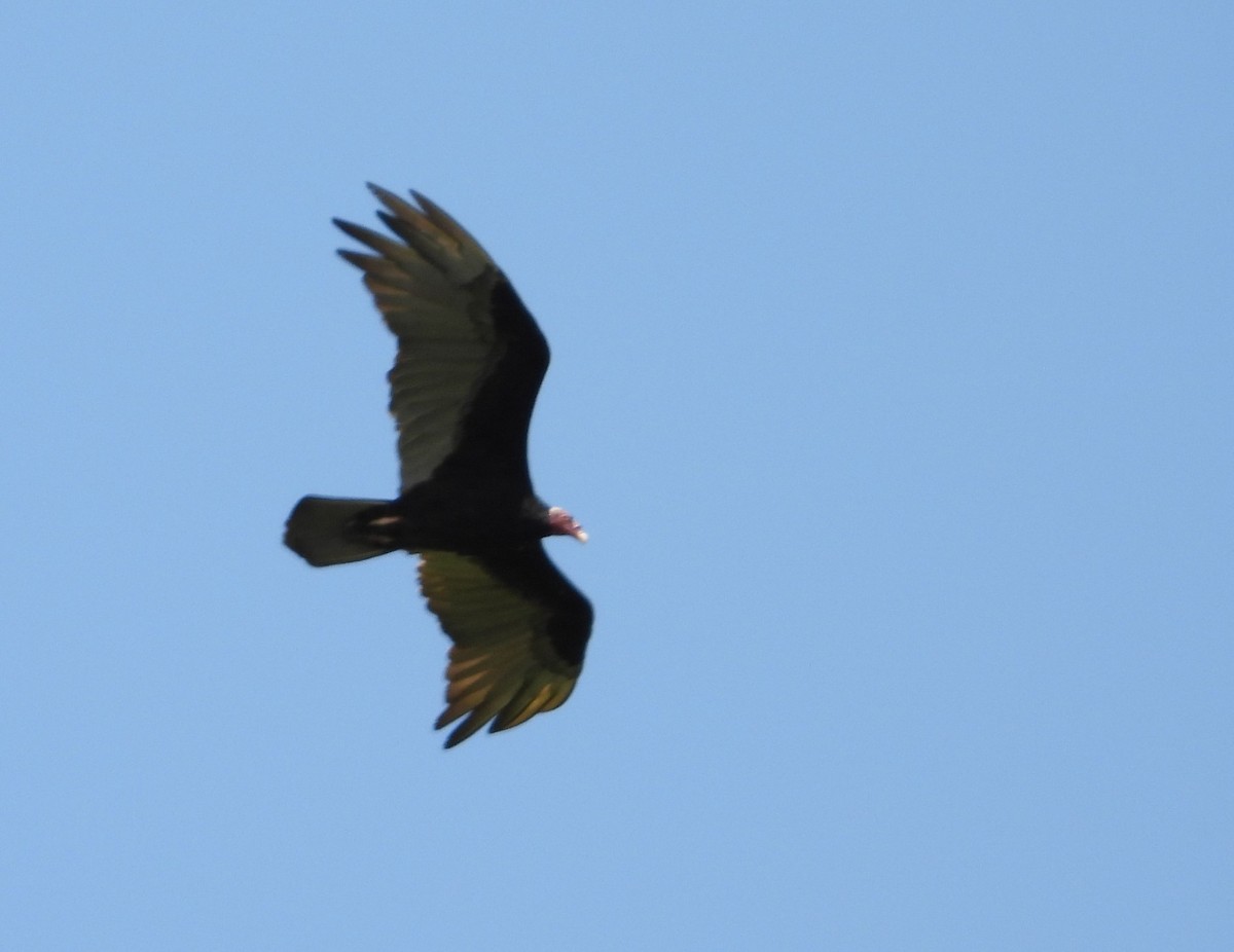 Turkey Vulture - ML621223621