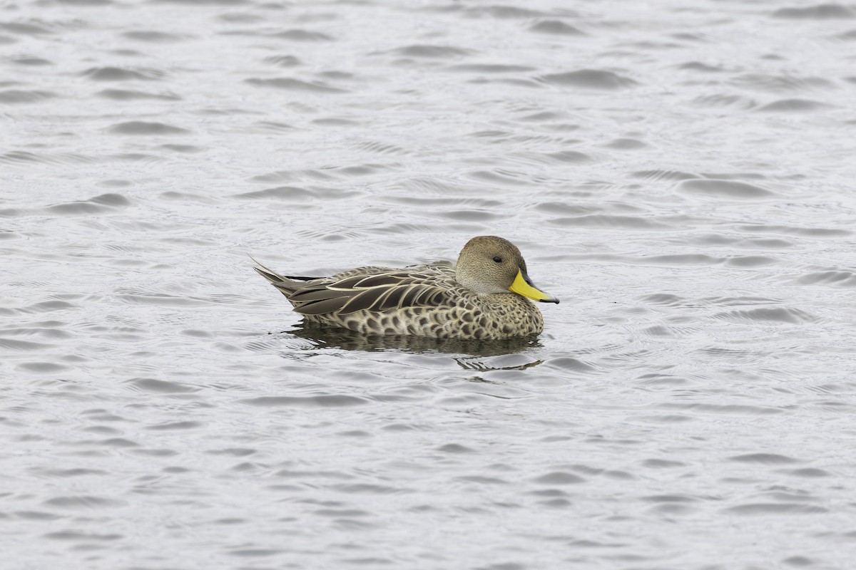 Yellow-billed Pintail (South American) - ML621223678