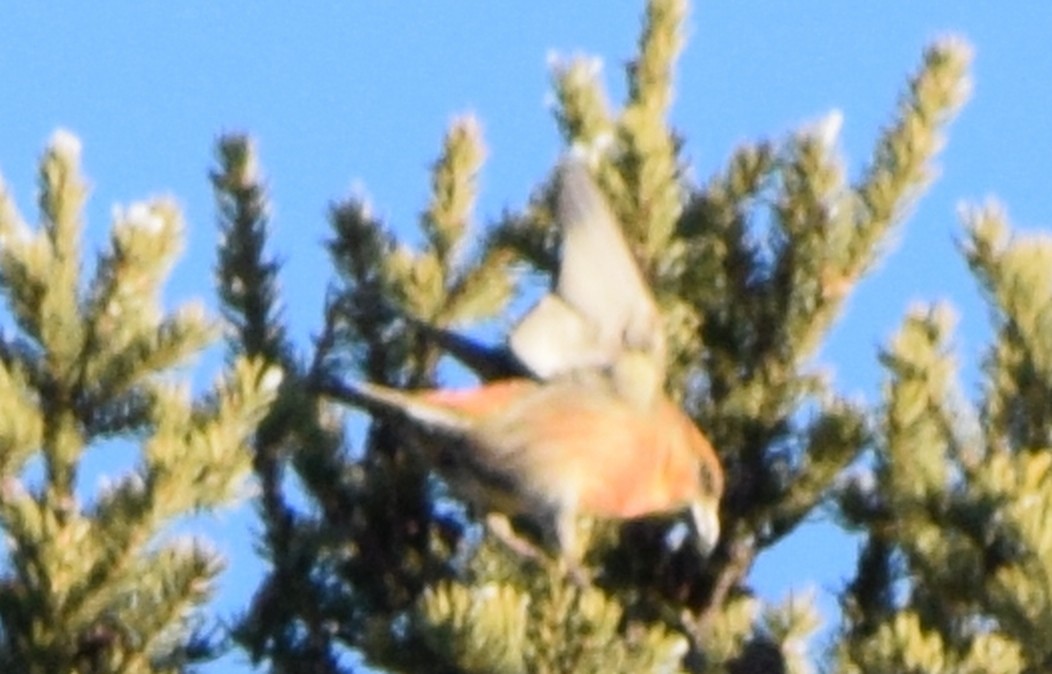 Red Crossbill - ML621223699