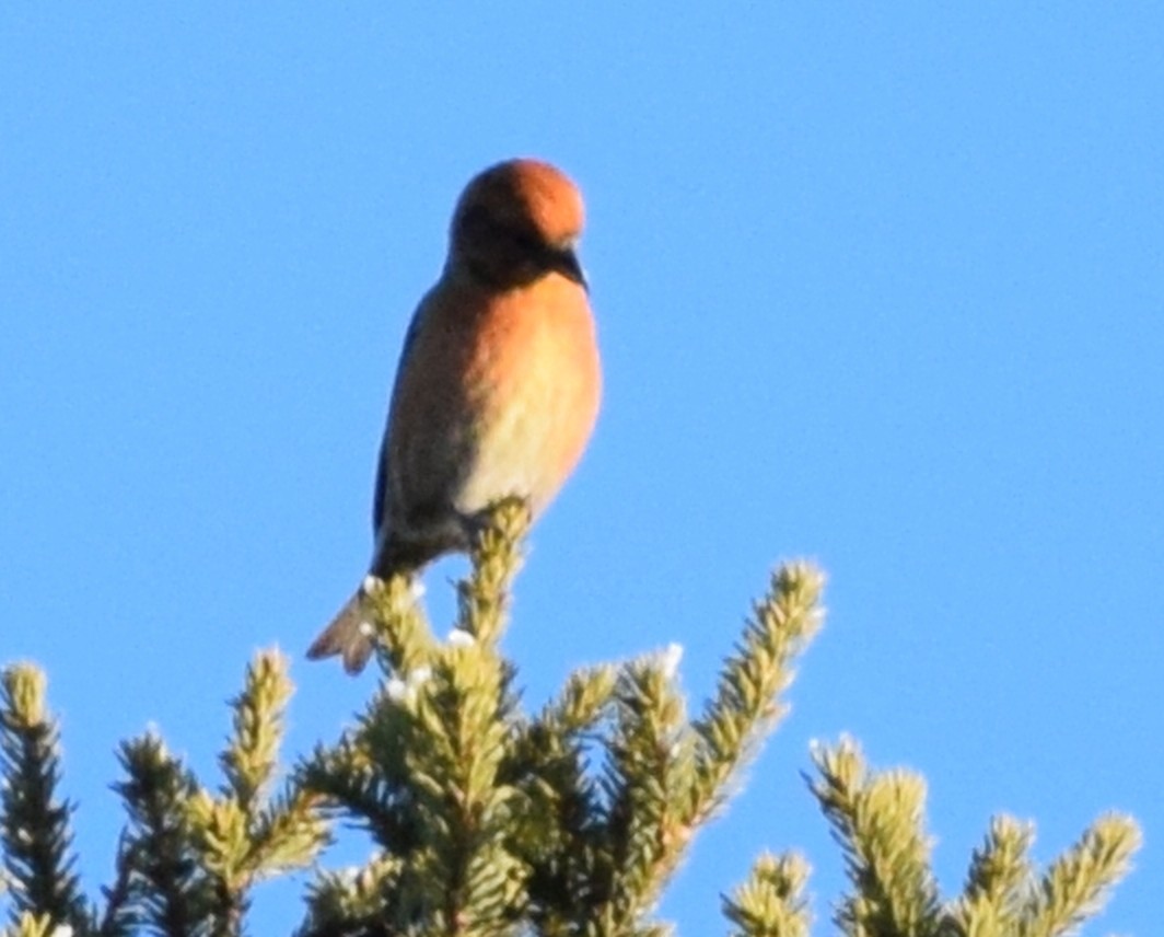 Red Crossbill - ML621223700